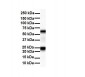 SLC33A1 antibody - middle region